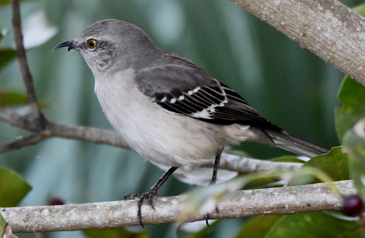 Northern Mockingbird